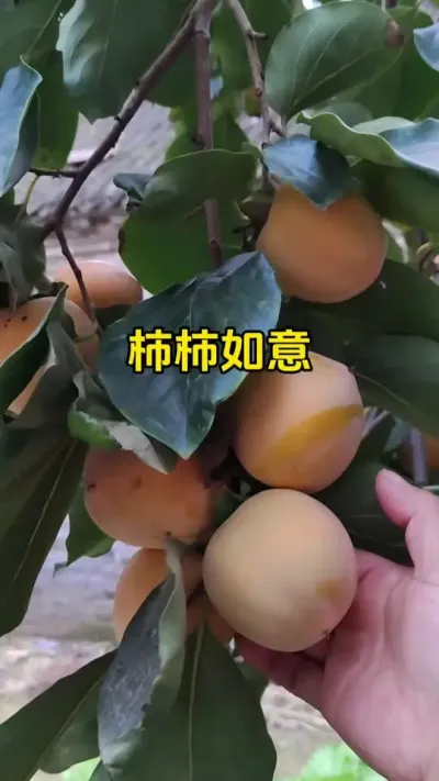 ů֦ͷС׹յҧͯȥ綼żҵ##