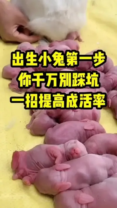 出生小兔第一步，您千万别踩坑 #兔子#养殖#养兔#三农
