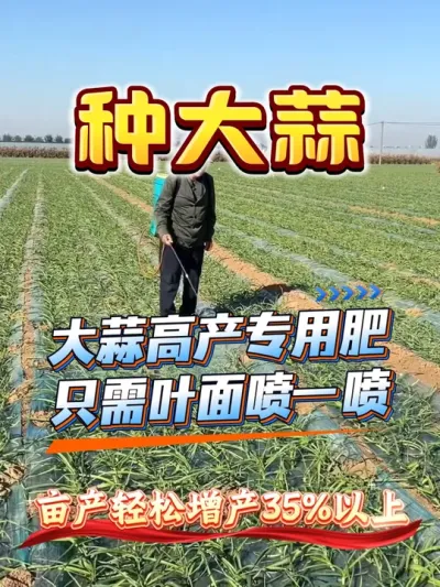 ߲ר÷ֻҶһĶ35%#߲ #ݪֲ #ִ #Ƥ #