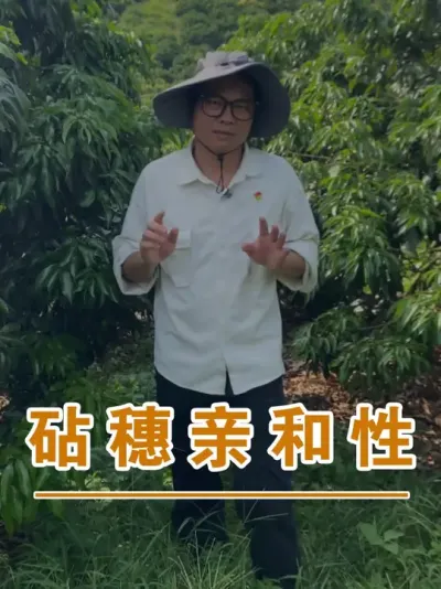 ֦޽ʱЩƷ֮׺#ɽ֦#ũҵҵ#ũ2025#ֹ#֦ݪֲ@