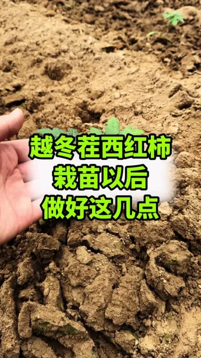 Խʱ⼸㣡#Խ#ݪֲ##ũҵݪֲ