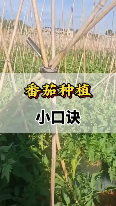 ݪֲСھ#ũҵݪֲ #ݪֲ #ݪֲСھ