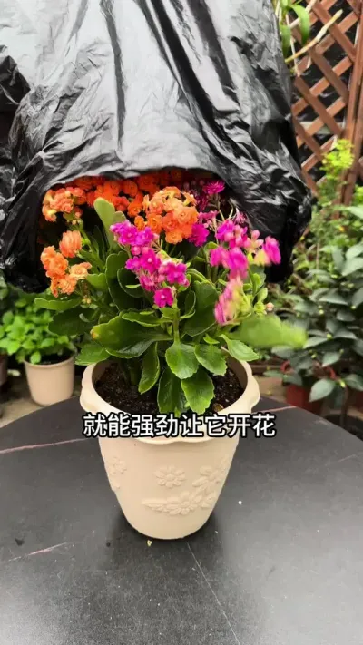 ٻٻҪ #ٻ#ݪֲС #С֪ʶ