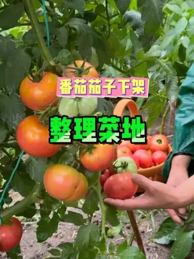 ﲥҼҲ˵زҶϹܷسﲥĩ೵ɶü#ֲ #ݪֲС #ũ #ݪֲȤ#ҵС԰ @С