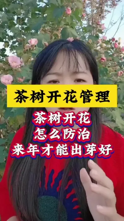 茶树开花多如何防治管理#服务三农支持三农 #茶园管理 #茶树种植 #茶树开花结果怎么办 #芽丰香