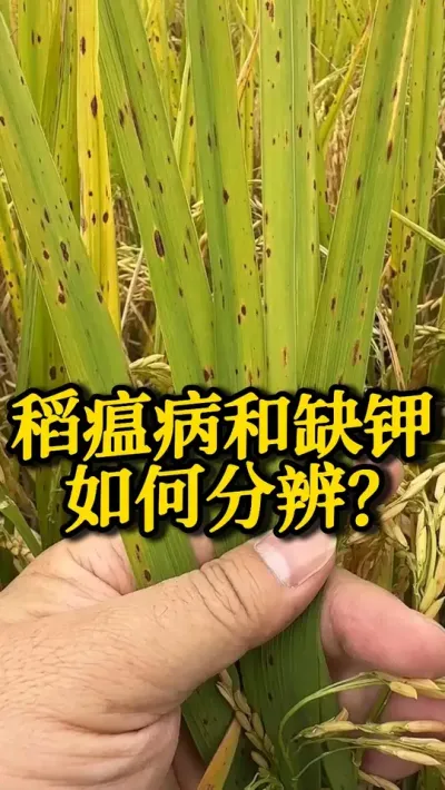 ȱ #֮ #ˮݪֲ #߲ #ũ #ũ