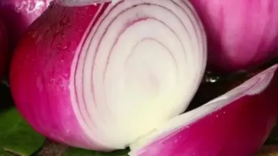 ݪֲ еĳ߲ݪֲ#ũҵ֪ʶ #ũҵũ #עĹ # #˿һ