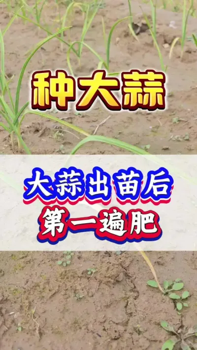 ĵһ#ݪֲ #߲ #ִ #Ƥ #