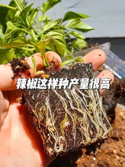 ݪֲСϮ⼸֦ͷ˼˶Ҫ͵ʦ #ݪֲС #԰С #ݪֲ #߲