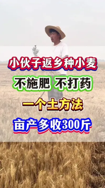 Сݪֲ СӷСʩʲҩһҪĶ300 #Сݪֲ #С߲ #Сݪֲ #Сʩ #ũҵݪֲ