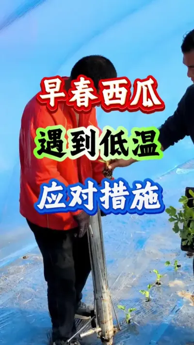 ݪֲ 紺ӦԲ #ݪֲ #Ϲ # #紺