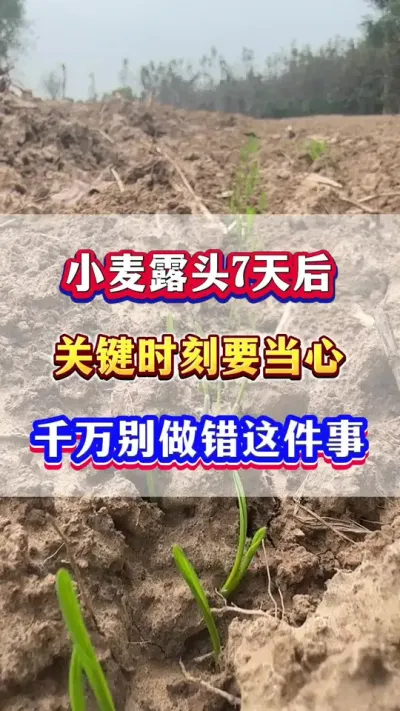 С¶ͷ7ҪʱҪ£#Сݪֲ #С߲ #С #Сݪֲ  #ũҵݪֲ