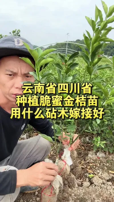 ʡĴʡݪֲ۽ʲôľ޽ #۽ #۽ݪֲ #繩Ӧ