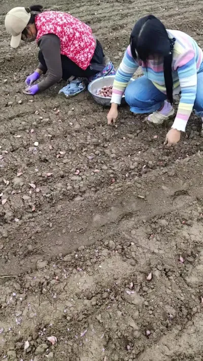 һ⼾ˮƳǶ# #ݪֲ #ũ