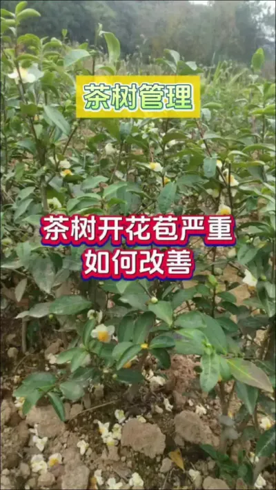 #ݪֲ Ż##Ż #Ż #ŻЧô #ѿ