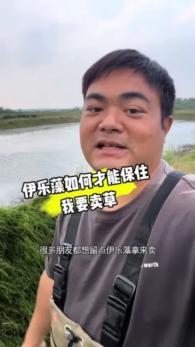 对于满塘伊乐藻已经长满青苔的，只需要加深水位把草淹没，矿源黄腐酸钾3斤+硫酸铜3-4两化水一起泼洒就行了#水产养殖 #伊乐藻 #如何杀青苔#小龙虾养殖