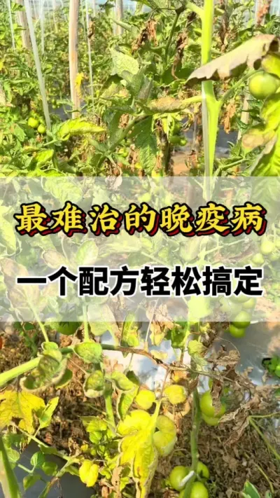 ε߲һ䷽и㶨#ũҵݪֲ #߲ #߲Чҩ