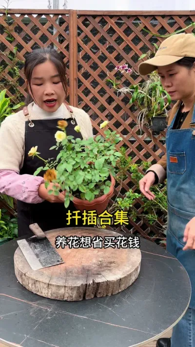 养花想省买花钱，那就学扦插#扦插 #种植小技巧 #花卉绿植