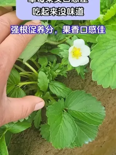 ݮʵڸвûζ @ش—Թ @ش-ˮܷԴͷ @ش-Դͷ #ݪֲС #ݮݪֲ #ũҵݪֲ #ũ֧ũ #شǰ