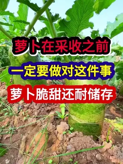 萝卜在采收之前一定要做对这件事萝卜脆甜还耐储存 #萝卜种植 #农业种植 #种植小技巧 #三农 #分享农业知识帮农民增产增收