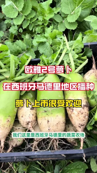 #ũ#ܲ#ܲ#ũҵݪֲ #ũ ŷ2Ʒڴ˰Ҳֳкܲ˳Ӧ