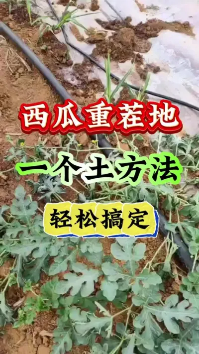 ݪֲ زһҪɸ㶨 #ݪֲ #Ϲ #ϸ߲ #