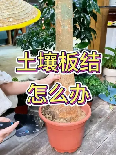 ô# #С֪ʶ #ֲ # #ĸҪ