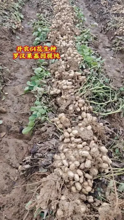 ҪҪСһҪɢǿвֻӰСʪʱ#ũ#ũ#ݪֲ#DOU