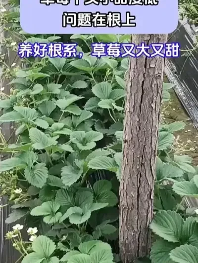 ݮͷСȵڸ @ش—Թ @ش-ˮܷԴͷ @ش-Դͷ #ݪֲС #ݮݪֲ #ũҵݪֲ #ũ֧ũ #شǰ