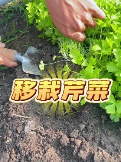 今天来移栽小菜园芹菜~ #种植小技巧 #种菜 #关注我一起学种菜 #芹菜种植 #自己种的纯天然的绿色蔬菜