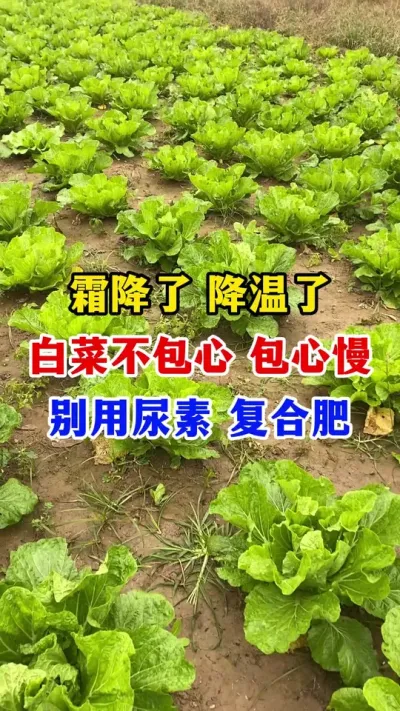 白菜包心慢不要用两种肥料#白菜种植#白菜管理#白菜施肥#白菜包心#白菜高产