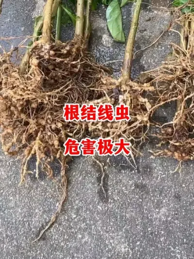 ߳ҪǰԤ#ݪֲ # #С #߽ #ũ2025