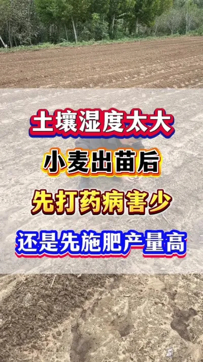 ʪ̫Сȴҩվʩʲ #Сݪֲ #С߲ #Сݪֲ #Сʩ #ũҵݪֲ