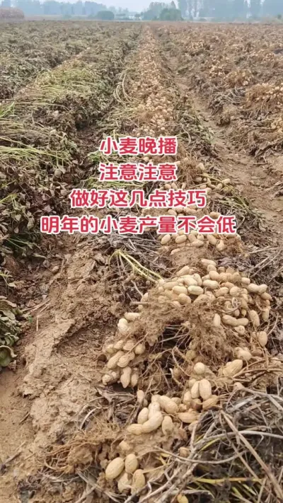 СĴעǲڴֵĿũ64#ũ#ũ#ũ#ݪֲ#DOU #ݪֲ #ũ