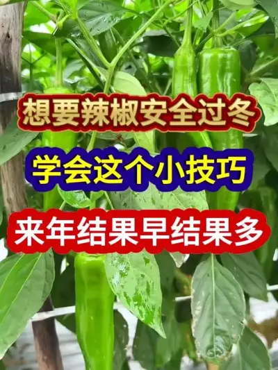 ҪѧСЧЧ #ݪֲ #ũҵݪֲ #ݪֲС#ũ #ũҵ֪ʶũ