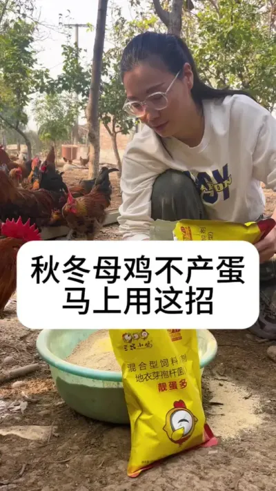 #养鸡#养鸡妙招#散养土鸡#科学养鸡#母鸡不下蛋