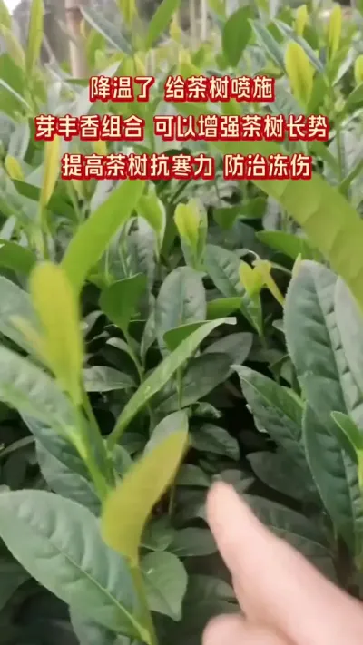 #԰ʱ#ݪֲ #ﶬ԰ôа