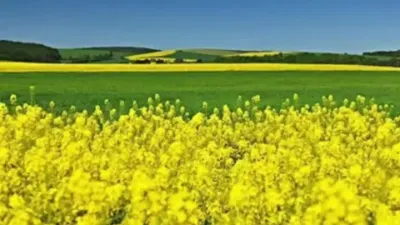 油菜种植 油菜的超高产种植技术#四时好景送给每个认真生活的你 #分享农业技术知识传播正能量 #分享农业技术助力农民增产增收 #郭佩午#来抖音学农技