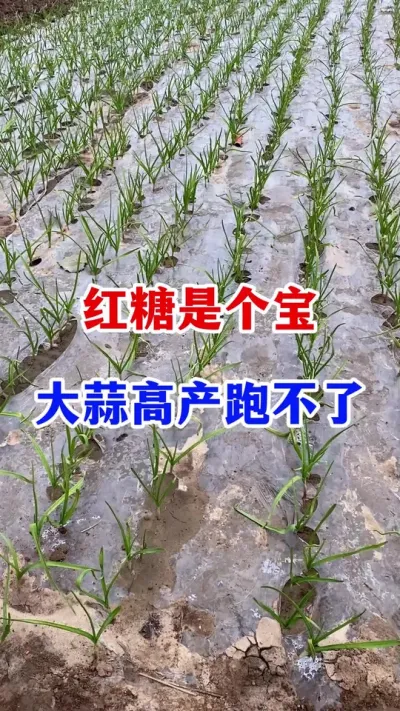 红糖是个宝，大蒜高产少不了#大蒜种植#大蒜管理#种大蒜 #紫皮大蒜 #大蒜高产