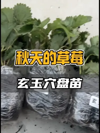 Ѩ翪??? Ϻʺݮǵĸ²ݮڸвĿ԰ԽҿڸҲһӴ#ũҵݪֲ #Բݮ #ݮ #ݮ #ֲݮ