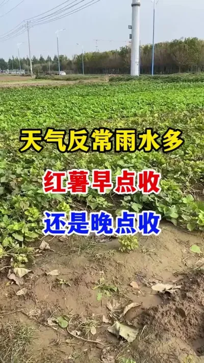 ̬ˮպվպ#ݪֲ##Ҫ #߲#