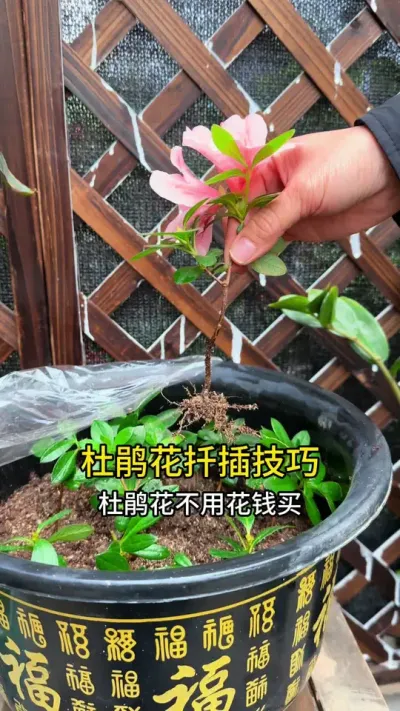 ϲž黨ѧǤвĶž黨#С֪ʶ #Ǥ#ݪֲС