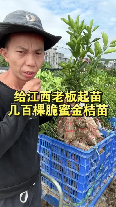 ϰ缸ٿô۽ôݪֲɻʸ #۽ #۽ݪֲ #繩Ӧ