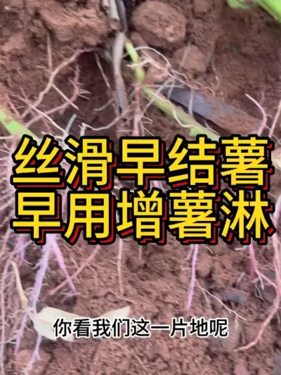 ˿ʱǽ#ũҵݪֲ #ݪֲ #ݪֲ #ڵʩ #