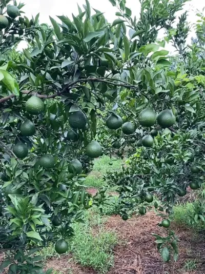 ٻƻ#ƻ #ٻƻ #ݪֲ #԰