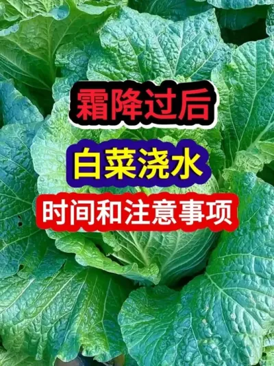 ˪ºײ˽ˮʱע #ײ˽ˮ #ײݪֲ #ײݪֲ #ũҵݪֲ #ݪֲС