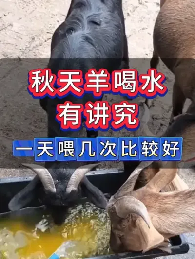 #养羊#牛羊养殖#新手养羊#养羊人