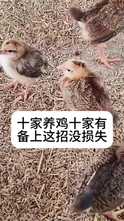 #养鸡#养鸡妙招#新手养鸡#养鸡技术#散养土鸡