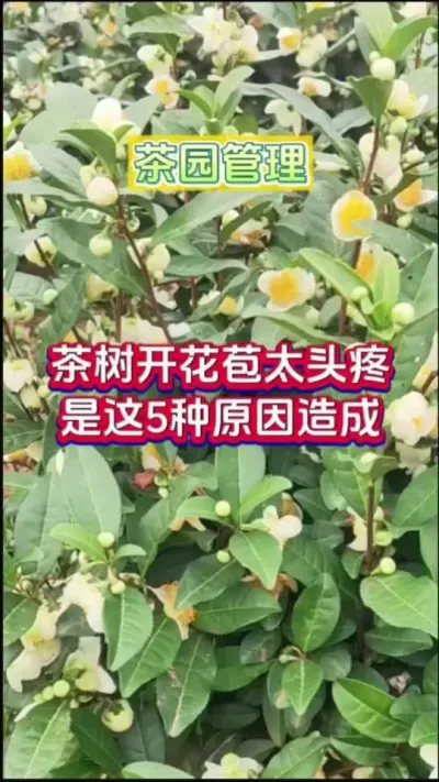 #ݪֲ ŻʲôԵԭ# #԰ #Ż #԰Ż