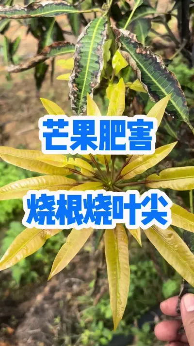 âʺϵ̫ոҶ #ֲС֪ʶ #âݪֲ